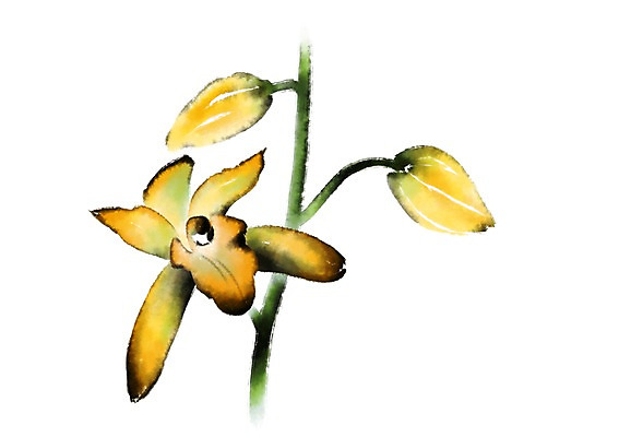 PSD 꽃 일러스트 캘리그라피 사람없음 노란색 개화 난초 꽃봉오리 세송이 난초꽃 국내일러스트 식물 컬러 3 파일형식