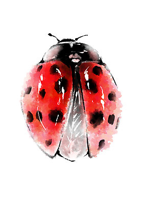 PSD 동물 한마리 곤충 일러스트 캘리그라피 사람없음 무당벌레 국내일러스트 1 파일형식