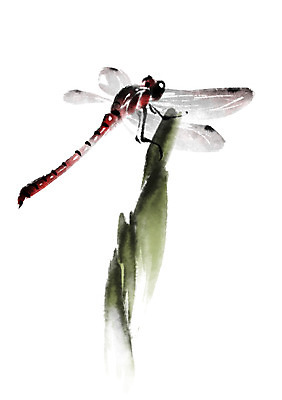 PSD 동물 한마리 곤충 일러스트 캘리그라피 사람없음 잠자리 국내일러스트 1 파일형식