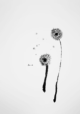 PSD 꽃 일러스트 캘리그라피 사람없음 민들레 두송이 민들레홀씨 국내일러스트 식물 2 파일형식