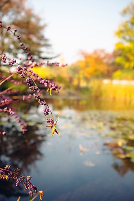 포토 JPG 주간 나무 단풍 거리 서울 풍경 사람없음 야외 아웃포커스 가을 남산공원 풀꽃 국내포토 자연요소 식물 계절 꽃 잎 한국 촬영기법 남산 파일형식