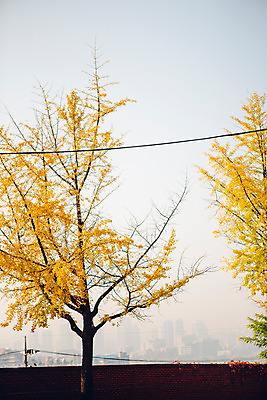 포토 JPG 주간 나무 단풍 거리 서울 풍경 사람없음 야외 담장 가을 은행나무 남산공원 국내포토 자연요소 식물 계절 잎 한국 남산 파일형식