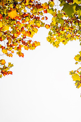 포토 JPG 주간 나무 단풍 하늘 거리 서울 풍경 사람없음 야외 가을 올림픽공원 국내포토 자연요소 식물 계절 공원 잎 한국 파일형식