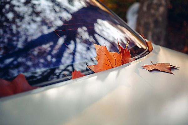 포토 JPG 주간 단풍 낙엽 자동차 서울 풍경 사람없음 야외 가을 올림픽공원 국내포토 자연요소 계절 공원 육상교통 잎 한국 파일형식
