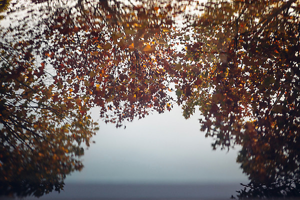 포토 JPG 주간 나무 단풍 유리 단풍나무 서울 풍경 사람없음 야외 반사 가을 올림픽공원 국내포토 자연요소 식물 계절 공원 잎 재질 한국 파일형식