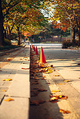 포토 JPG 주간 나무 단풍 낙엽 거리 서울 풍경 사람없음 야외 아웃포커스 가을 올림픽공원 칼라콘 국내포토 자연요소 식물 계절 공원 잎 한국 촬영기법 안전장비 파일형식
