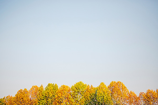 포토 JPG 주간 나무 단풍 하늘 거리 서울 풍경 사람없음 야외 가을 올림픽공원 국내포토 자연요소 식물 계절 공원 잎 한국 파일형식