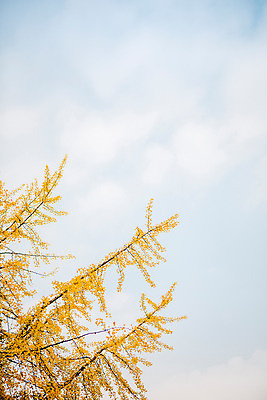 포토 JPG 주간 나무 단풍 하늘 서울 풍경 사람없음 야외 가을 은행나무 국내포토 자연요소 식물 계절 잎 한국 파일형식