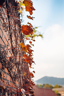 포토 JPG 주간 단풍 거리 서울 풍경 사람없음 야외 아웃포커스 담장 가을 담쟁이덩굴 덩굴 국내포토 자연요소 식물 계절 잎 한국 촬영기법 파일형식