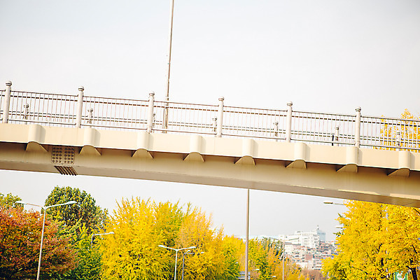 포토 JPG 주간 나무 단풍 가로등 거리 서울 풍경 사람없음 야외 가을 다리 은행나무 녹사평대로 국내포토 자연요소 식물 계절 공공시설 잎 한국 파일형식
