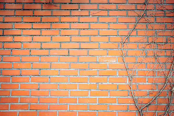 포토 JPG 주간 벽 벽돌 거리 서울 풍경 사람없음 야외 가을 나뭇가지 덩굴 국내포토 자연요소 나무 식물 계절 한국 파일형식