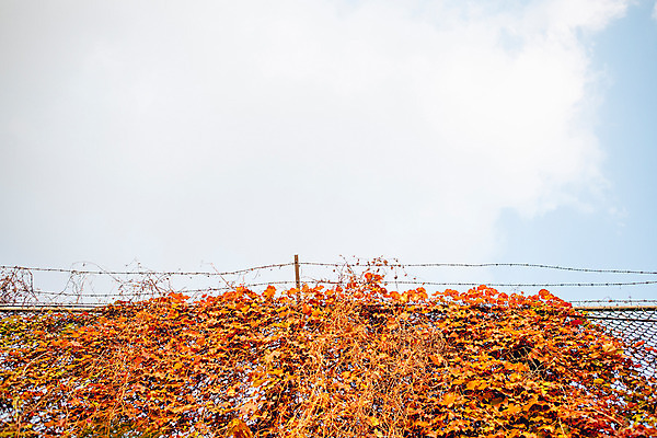 포토 JPG 주간 단풍 하늘 거리 서울 풍경 사람없음 야외 가을 덩굴 철조망 국내포토 자연요소 식물 계절 잎 한국 파일형식