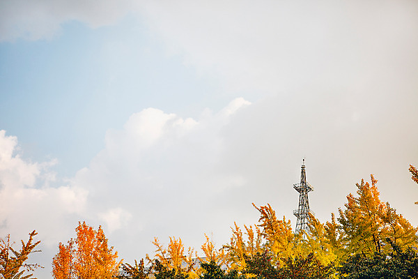 포토 JPG 주간 나무 구름 단풍 하늘 서울 풍경 사람없음 야외 가을 전봇대 국내포토 자연요소 식물 계절 공공시설 잎 한국 파일형식
