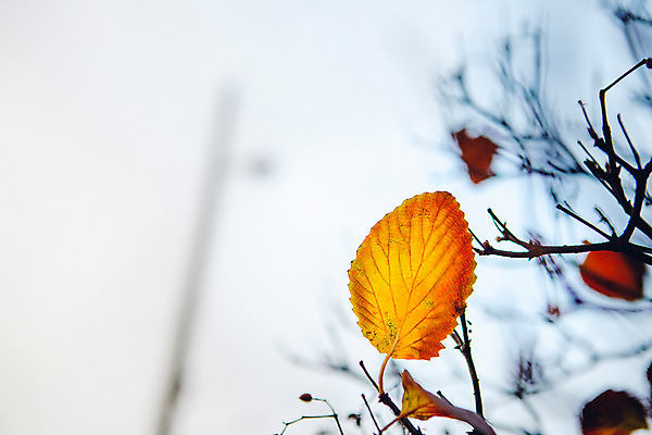 포토 JPG 주간 나무 단풍 낙엽 하늘 서울 풍경 사람없음 야외 아웃포커스 가을 국내포토 자연요소 식물 계절 잎 한국 촬영기법 파일형식
