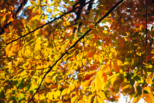 포토 JPG 주간 나무 단풍 단풍나무 서울 풍경 사람없음 야외 가을 국내포토 자연요소 식물 계절 잎 한국 파일형식