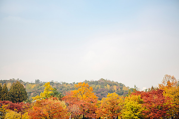 포토 JPG 주간 나무 단풍 하늘 산 거리 서울 풍경 사람없음 야외 가을 국내포토 자연요소 식물 계절 잎 한국 파일형식