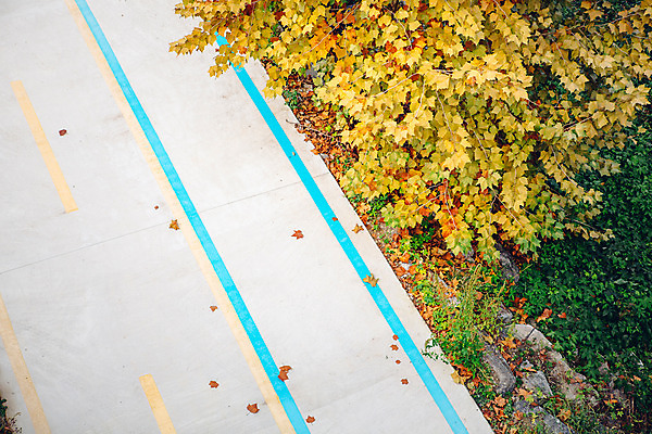 포토 JPG 주간 나무 단풍 거리 서울 풍경 사람없음 야외 가을 국내포토 자연요소 식물 계절 잎 한국 파일형식