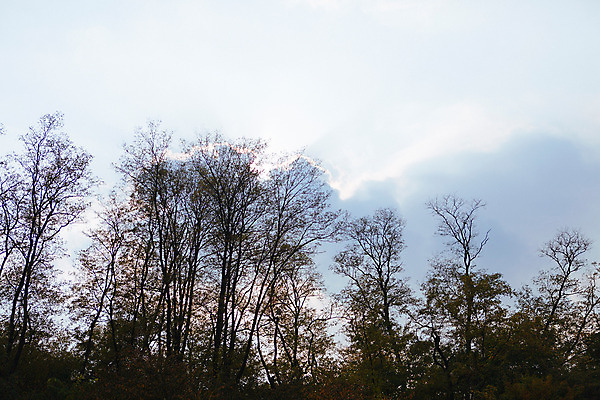 포토 JPG 주간 나무 구름 단풍 하늘 거리 서울 풍경 사람없음 야외 가을 녹사평대로 국내포토 자연요소 식물 계절 잎 한국 파일형식