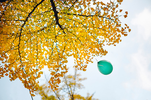 포토 JPG 주간 나무 단풍 하늘 서울 풍경 사람없음 야외 가을 은행나무 풍선 국내포토 자연요소 식물 계절 잎 한국 파일형식