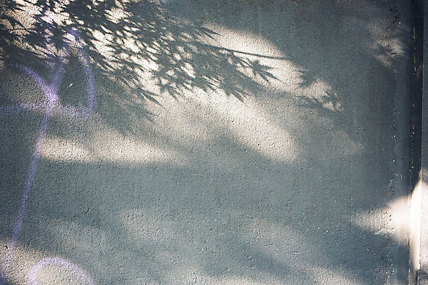 포토 JPG 주간 나무 벽 단풍 거리 서울 그림자 풍경 사람없음 야외 가을 국내포토 자연요소 식물 계절 잎 한국 파일형식