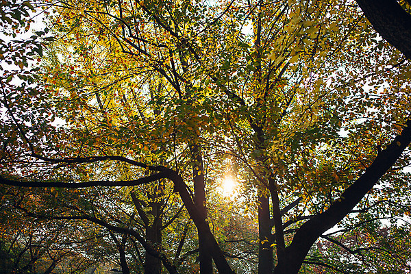 포토 JPG 주간 나무 단풍 거리 서울 풍경 사람없음 야외 햇빛 가을 올림픽공원 국내포토 자연요소 식물 계절 공원 잎 한국 태양 파일형식