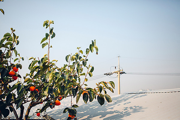 포토 JPG 주간 나무 하늘 지붕 서울 감 풍경 사람없음 야외 가을 감나무 전봇대 국내포토 자연요소 식물 계절 공공시설 과일 한국 파일형식