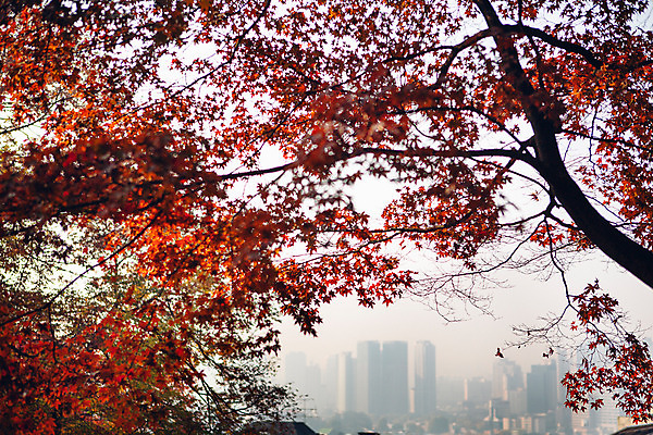 포토 JPG 주간 나무 단풍 단풍나무 거리 서울 풍경 빌딩 사람없음 야외 가을 도시 국내포토 자연요소 식물 계절 잎 한국 건물 파일형식