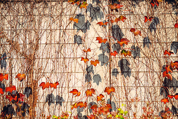 포토 JPG 주간 나무 단풍 거리 서울 그림자 풍경 사람없음 야외 담장 가을 덩굴 국내포토 자연요소 식물 계절 잎 한국 파일형식