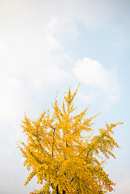 포토 JPG 주간 나무 구름 단풍 하늘 서울 풍경 사람없음 야외 가을 은행나무 국내포토 자연요소 식물 계절 잎 한국 파일형식