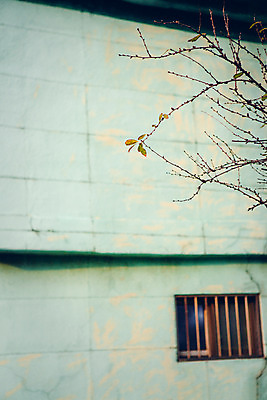 포토 JPG 주간 나무 벽 창문 거리 서울 풍경 사람없음 야외 건물 아웃포커스 가을 국내포토 자연요소 식물 건축물 계절 한국 촬영기법 파일형식