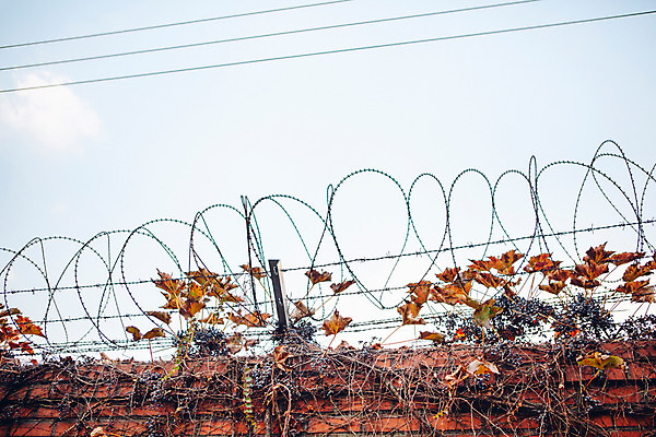 포토 JPG 주간 단풍 하늘 거리 서울 풍경 사람없음 야외 담장 가을 덩굴 철조망 국내포토 자연요소 식물 계절 잎 한국 파일형식