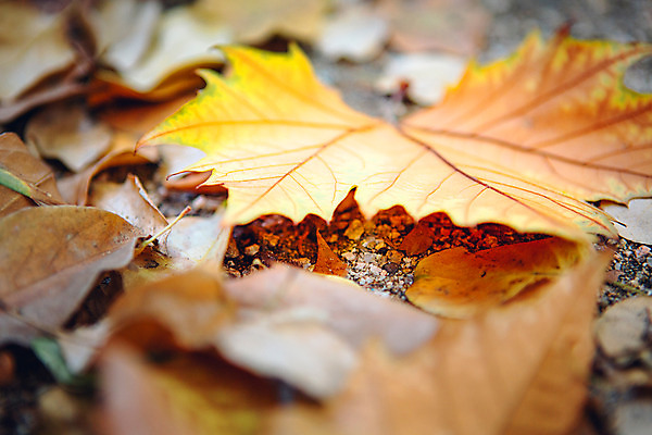 포토 JPG 주간 단풍 거리 서울 풍경 사람없음 야외 아웃포커스 가을 올림픽공원 국내포토 자연요소 계절 공원 잎 한국 촬영기법 파일형식