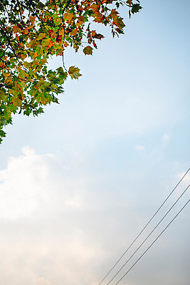 포토 JPG 주간 단풍 하늘 거리 서울 풍경 사람없음 야외 전선 가을 국내포토 자연요소 계절 잎 한국 파일형식