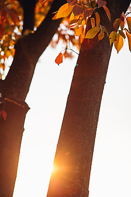 포토 JPG 주간 나무 단풍 서울 풍경 사람없음 야외 햇빛 가을 국내포토 자연요소 식물 계절 잎 한국 태양 파일형식