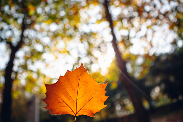 포토 JPG 주간 나무 단풍 거리 서울 풍경 사람없음 야외 아웃포커스 가을 올림픽공원 국내포토 자연요소 식물 계절 공원 잎 한국 촬영기법 파일형식