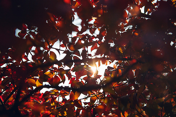 포토 JPG 주간 나무 단풍 거리 서울 풍경 사람없음 야외 햇빛 가을 올림픽공원 국내포토 자연요소 식물 계절 공원 잎 한국 태양 파일형식