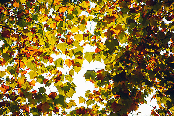 포토 JPG 주간 나무 단풍 하늘 나뭇잎 서울 풍경 사람없음 야외 햇빛 가을 올림픽공원 국내포토 자연요소 식물 계절 공원 잎 한국 태양 파일형식