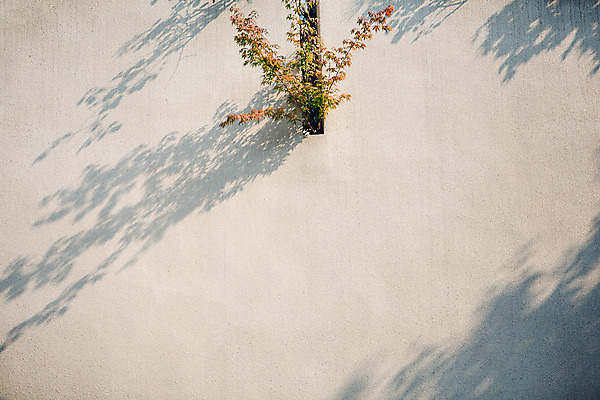 포토 JPG 주간 나무 벽 단풍 서울 그림자 풍경 사람없음 야외 가을 국내포토 자연요소 식물 계절 잎 한국 파일형식
