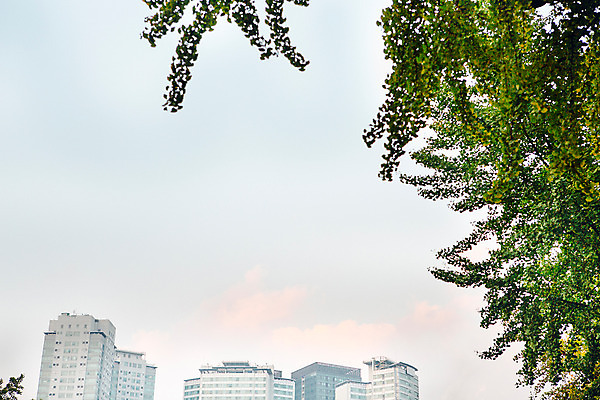 포토 JPG 주간 나무 하늘 서울 풍경 빌딩 사람없음 야외 가을 국내포토 자연요소 식물 계절 한국 건물 파일형식