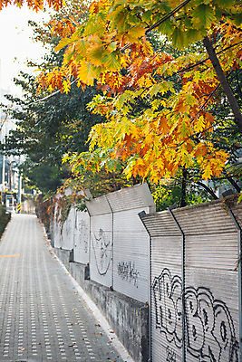 포토 JPG 주간 나무 단풍 거리 서울 풍경 사람없음 야외 가을 국내포토 자연요소 식물 계절 잎 한국 파일형식