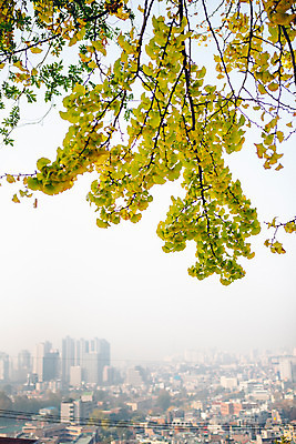포토 JPG 주간 나무 단풍 서울 풍경 빌딩 사람없음 야외 건물 가을 도시 은행나무 국내포토 자연요소 식물 건축물 계절 잎 한국 파일형식