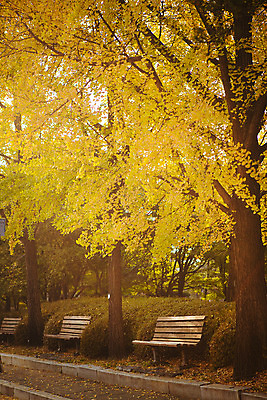 포토 JPG 주간 나무 단풍 벤치 거리 서울 풍경 사람없음 야외 가을 은행나무 올림픽공원 국내포토 자연요소 식물 계절 공원 잎 의자 한국 파일형식