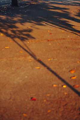 포토 JPG 주간 단풍 거리 서울 그림자 풍경 사람없음 야외 가을 국내포토 자연요소 계절 잎 한국 파일형식