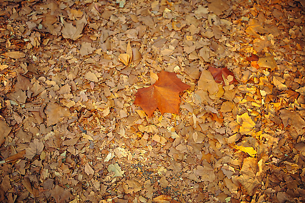 포토 JPG 주간 단풍 거리 서울 풍경 사람없음 야외 가을 올림픽공원 국내포토 자연요소 계절 공원 잎 한국 파일형식