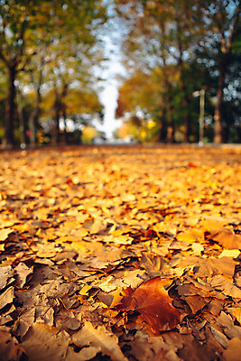포토 JPG 주간 나무 단풍 낙엽 거리 서울 풍경 사람없음 야외 아웃포커스 가을 올림픽공원 국내포토 자연요소 식물 계절 공원 잎 한국 촬영기법 파일형식