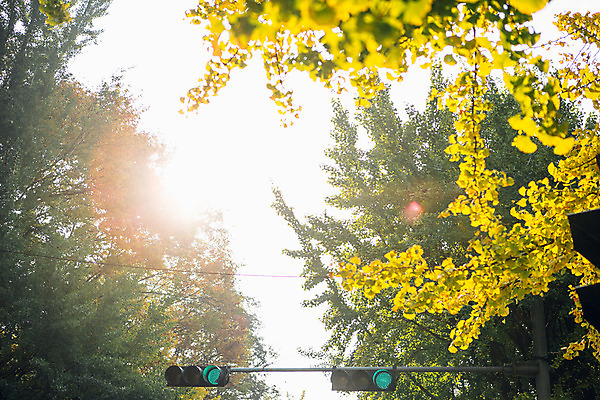 포토 JPG 주간 나무 단풍 하늘 거리 서울 풍경 사람없음 야외 햇빛 가을 신호등 은행나무 국내포토 자연요소 식물 계절 잎 한국 태양 파일형식
