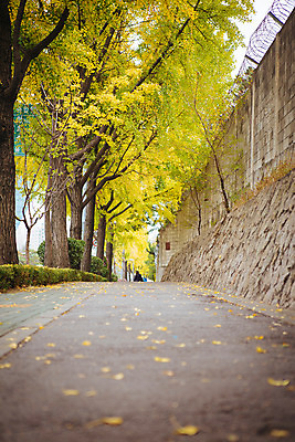 포토 JPG 주간 나무 단풍 거리 서울 풍경 사람없음 야외 담장 가을 은행잎 녹사평대로 국내포토 자연요소 식물 계절 잎 한국 파일형식