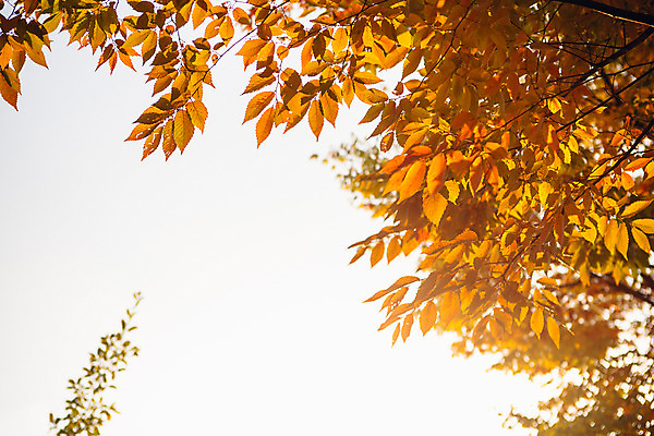 포토 JPG 주간 나무 단풍 하늘 거리 서울 풍경 사람없음 야외 햇빛 가을 국내포토 자연요소 식물 계절 잎 한국 태양 파일형식