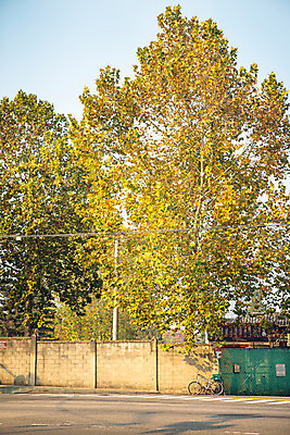 포토 JPG 주간 나무 도로 단풍 거리 서울 풍경 사람없음 야외 담장 자전거 가을 녹사평대로 국내포토 자연요소 식물 계절 길 잎 교통시설 한국 바이크 파일형식