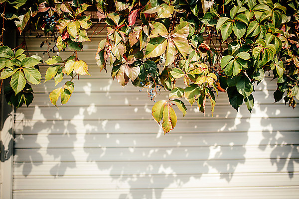 포토 JPG 주간 백그라운드 나뭇잎 거리 서울 그림자 풍경 사람없음 야외 가을 보석길 국내포토 자연요소 계절 잎 한국 파일형식